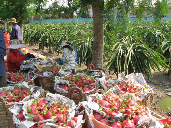 ĐBSCL: Thanh long tăng giá, nông dân không còn nhiều để bán