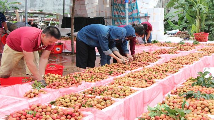 Hơn 200 thương nhân Trung Quốc đăng ký đến Bắc Giang thu mua vải thiều