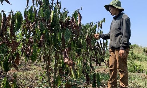 Đắk Nông: Hơn 11.000ha cây trồng giảm năng suất do hạn hán, thiếu nước