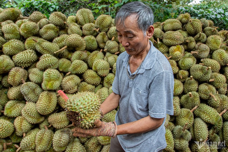 Vỏ của “vua trái cây” biến thành than sinh học, giấm gỗ giá cao